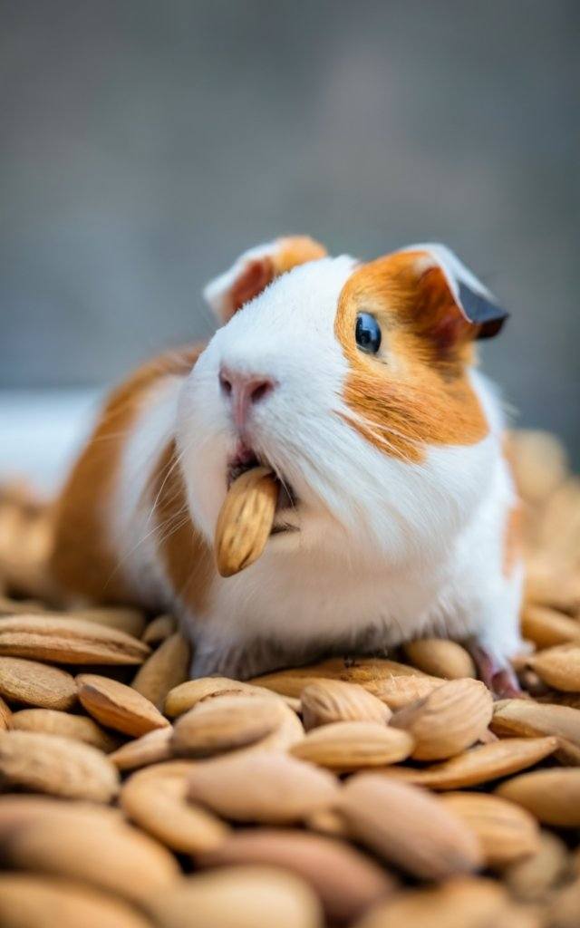 Can guinea pigs eat almonds