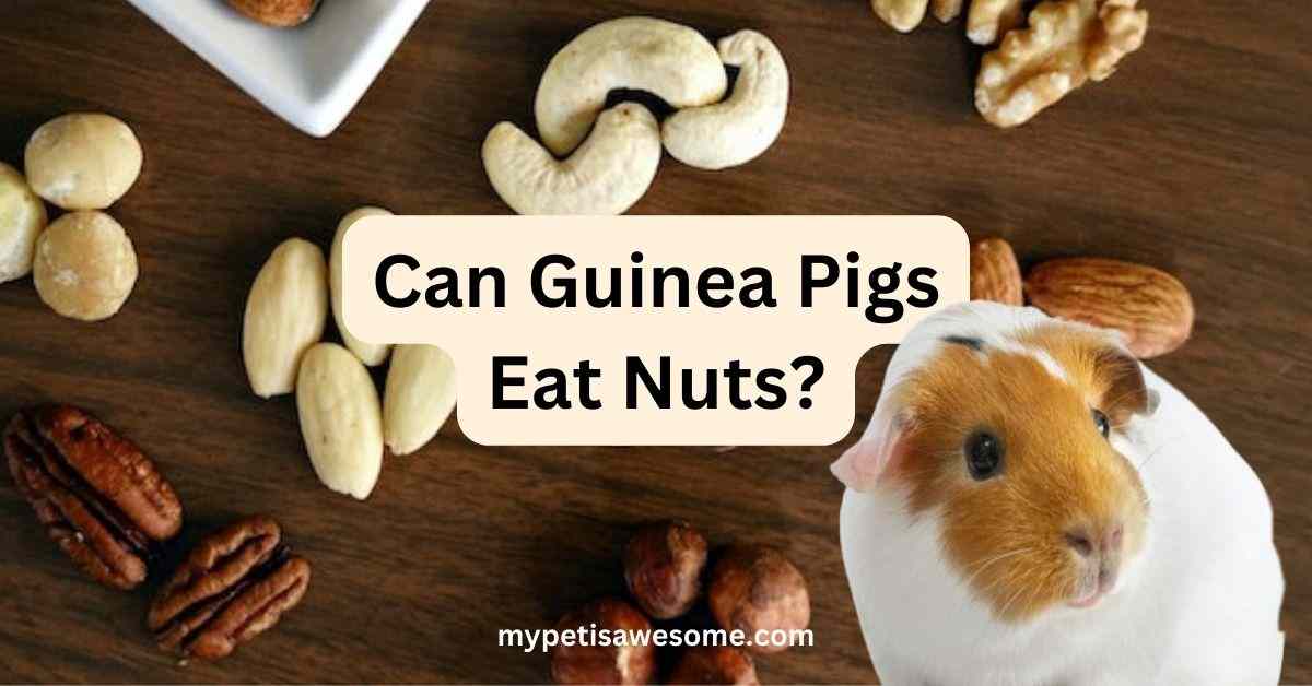 can guinea pigs eat nuts