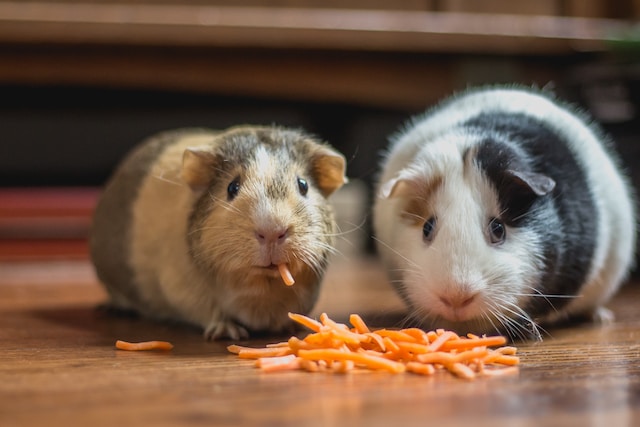 Alternatives to Parsnips for Guinea Pigs
