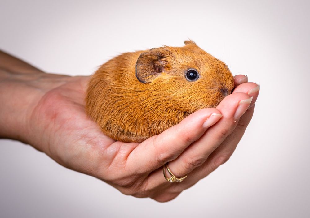 Do guinea pigs miss their owner