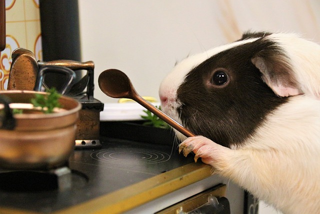 Risks of Feeding Parsnips to Guinea Pigs