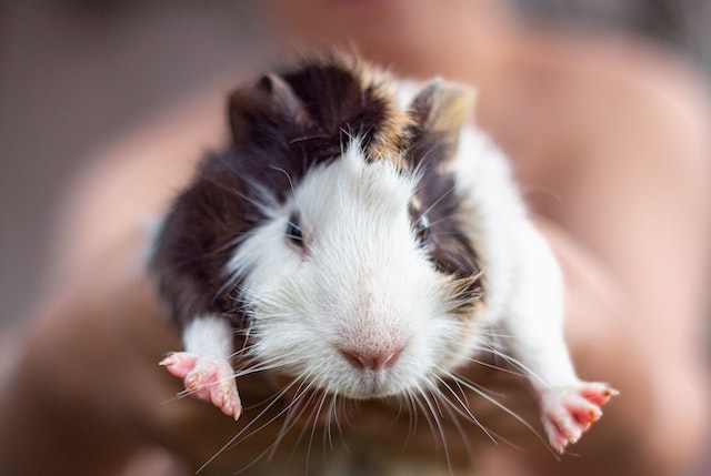 Do guinea pigs miss their owners