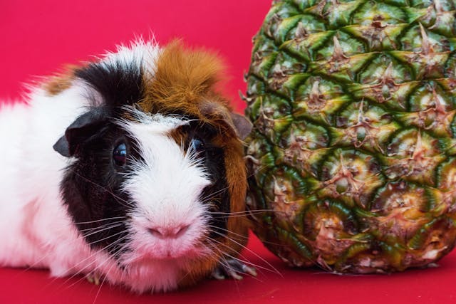 can guinea pigs have pineapples