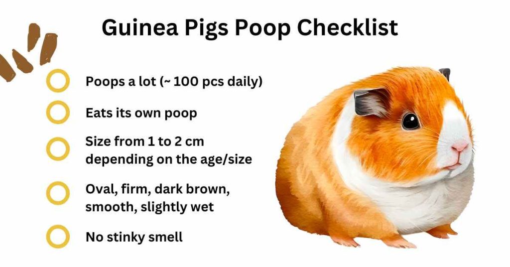 Why Do Guinea Pigs Poop SO Much