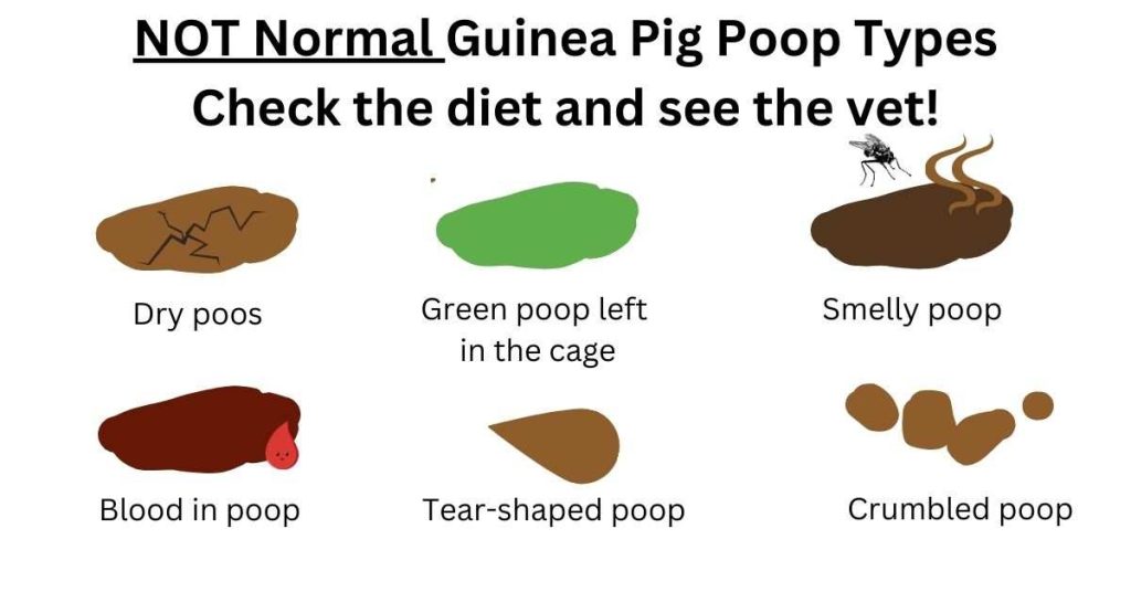 Why Do Guinea Pigs Poop SO Much