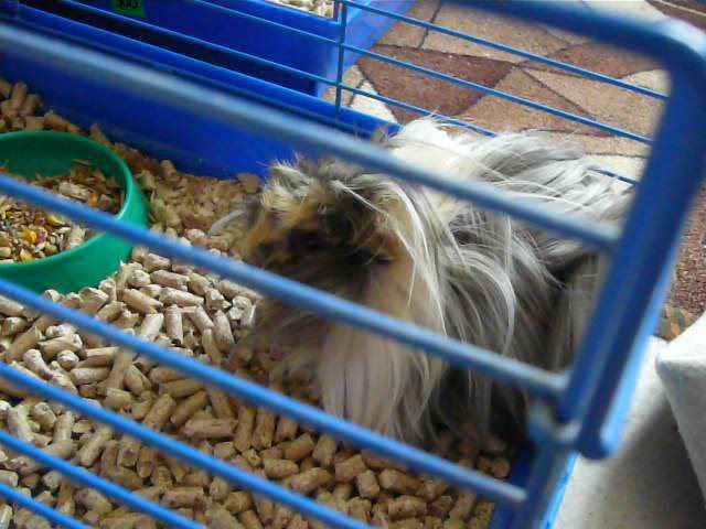 my guinea pig