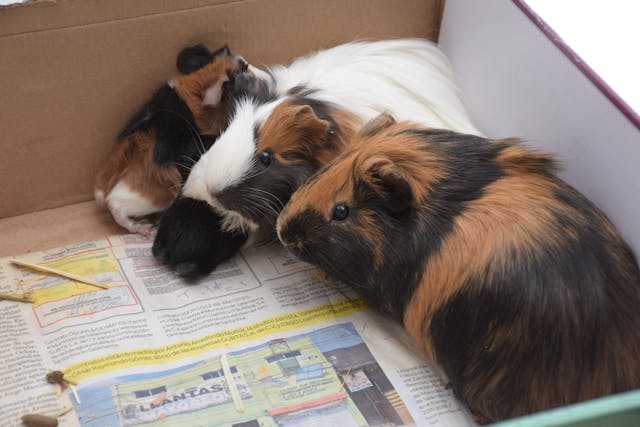 why guinea pigs lick you - maternal behavior